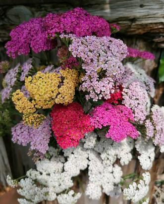 Gerd Heimrich Garten-Center