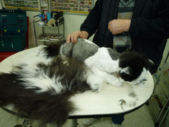 Hundesalon Pfiffikus