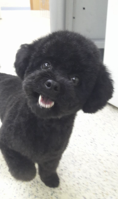 Hundesalon Pfiffikus