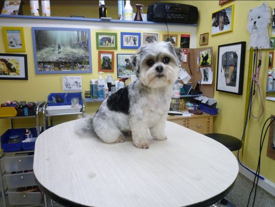 Hundesalon Pfiffikus