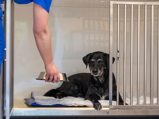 Tierarzt von Gierke Grefrath, Tierarztpraxis Dr. Klaus von Gierke