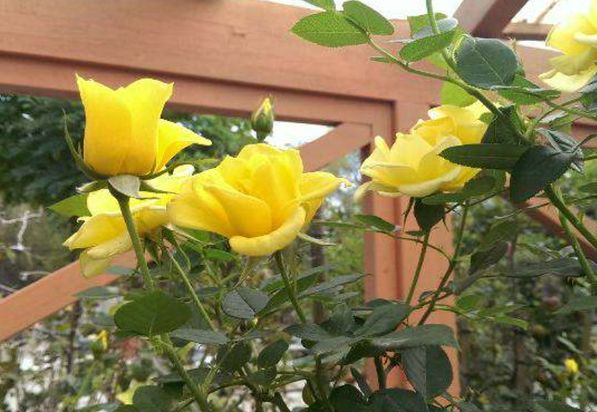 Enzo Giardino | Gartengestaltung | München | Oberhaching