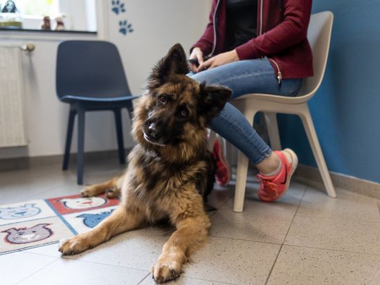 Tierarzt von Gierke Grefrath, Tierarztpraxis Dr. Klaus von Gierke