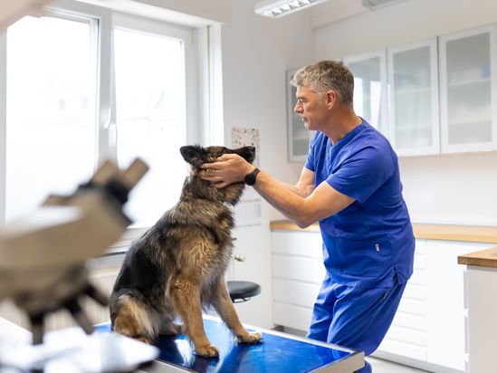 Tierarzt von Gierke Grefrath, Tierarztpraxis Dr. Klaus von Gierke