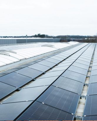 Tiger Energy Project GmbH