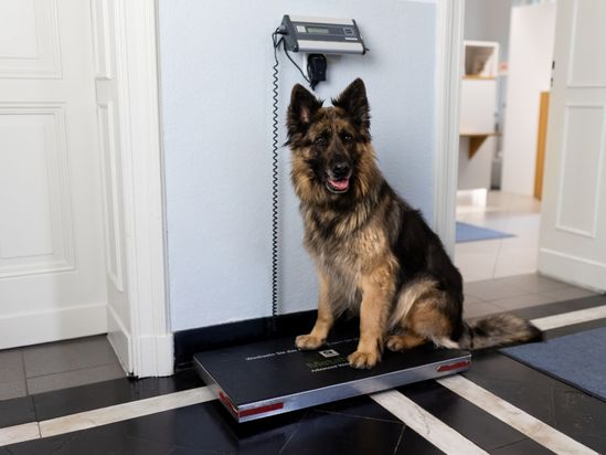 Tierarzt von Gierke Grefrath, Tierarztpraxis Dr. Klaus von Gierke