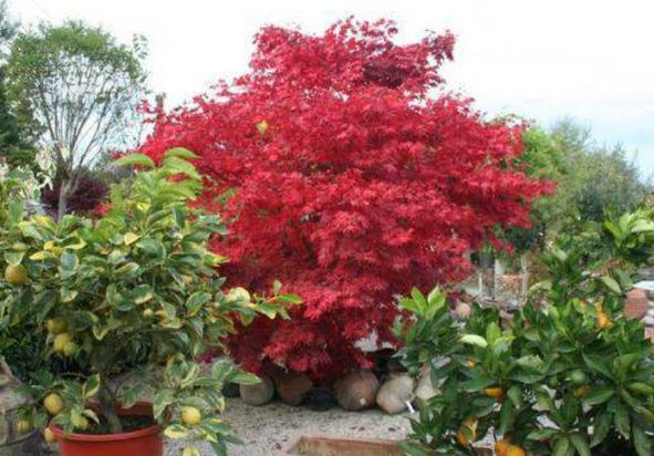 Enzo Giardino | Gartengestaltung | München | Oberhaching