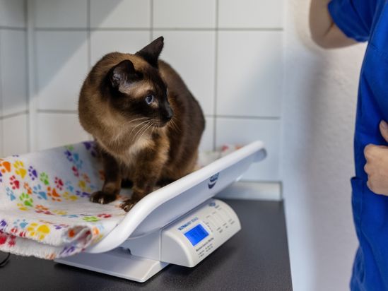 Tierarzt von Gierke Grefrath, Tierarztpraxis Dr. Klaus von Gierke