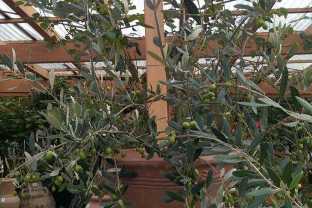 Enzo Giardino | Gartengestaltung | München | Oberhaching