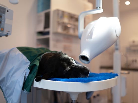 Tierarzt von Gierke Grefrath, Tierarztpraxis Dr. Klaus von Gierke