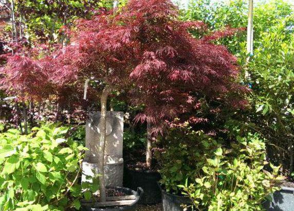 Enzo Giardino | Gartengestaltung | München | Oberhaching