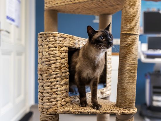 Tierarzt von Gierke Grefrath, Tierarztpraxis Dr. Klaus von Gierke