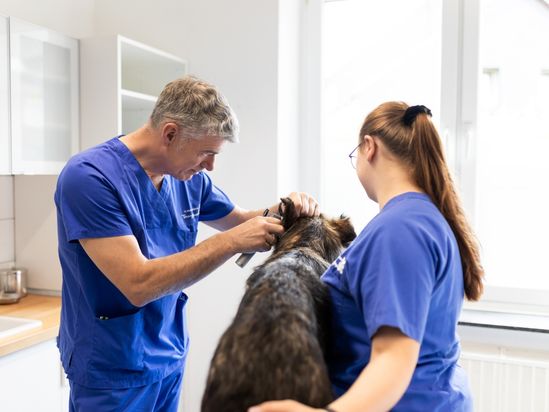 Tierarzt von Gierke Grefrath, Tierarztpraxis Dr. Klaus von Gierke