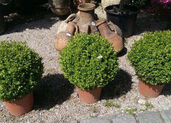 Enzo Giardino | Gartengestaltung | München | Oberhaching