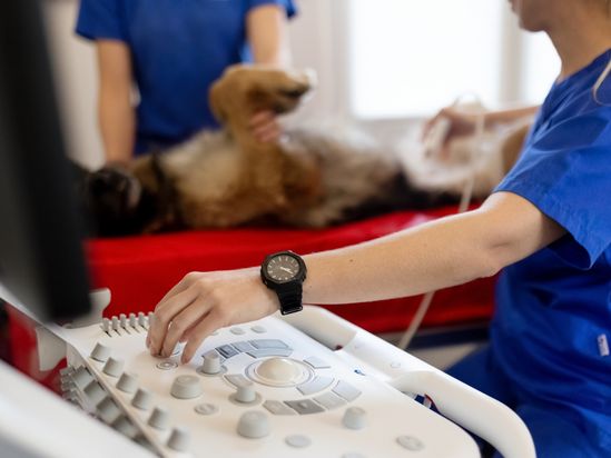 Tierarzt von Gierke Grefrath, Tierarztpraxis Dr. Klaus von Gierke