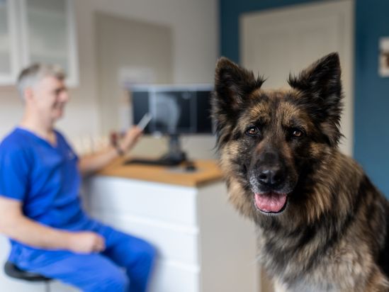 Tierarzt von Gierke Grefrath, Tierarztpraxis Dr. Klaus von Gierke