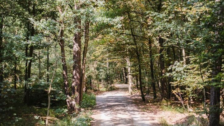 FriedWald Planitzwald