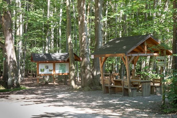 FriedWald Planitzwald