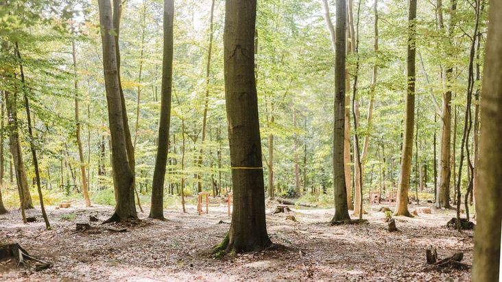 FriedWald Planitzwald