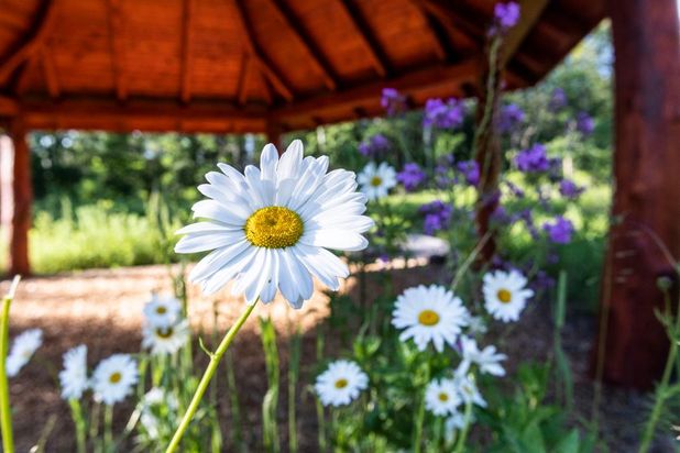 FriedWald Planitzwald