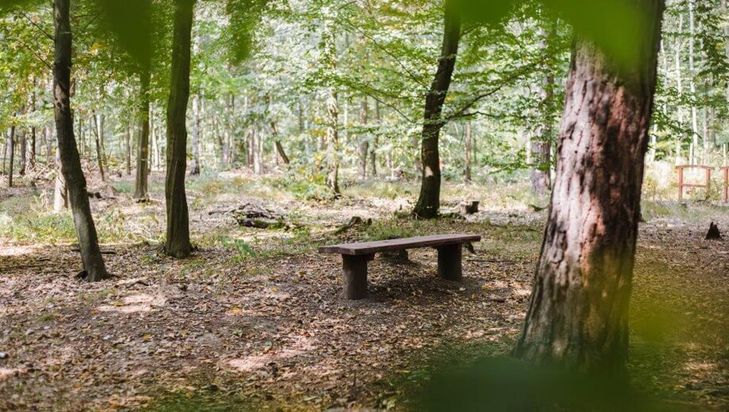 FriedWald Planitzwald