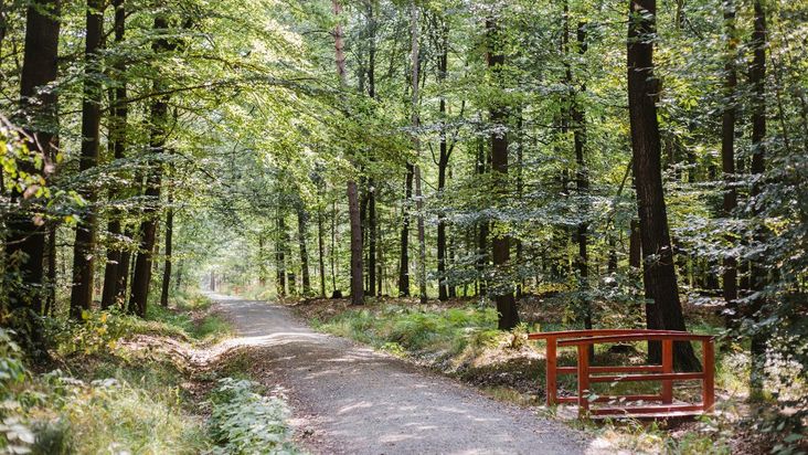 FriedWald Planitzwald
