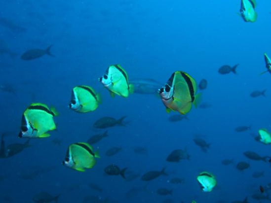 Triton Tauchsportstudio