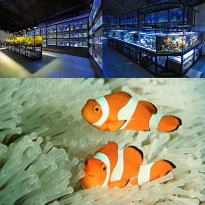 KN-Aquaristik Versandhandel