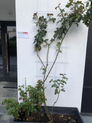 INQUA Institut für Coaching