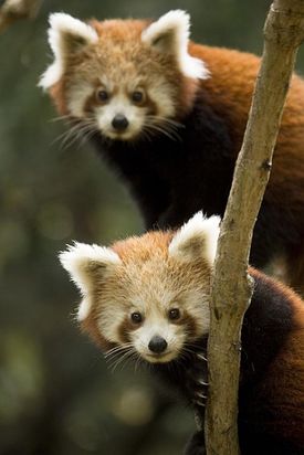 Naturschutz-Tierpark Görlitz