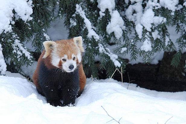 Naturschutz-Tierpark Görlitz