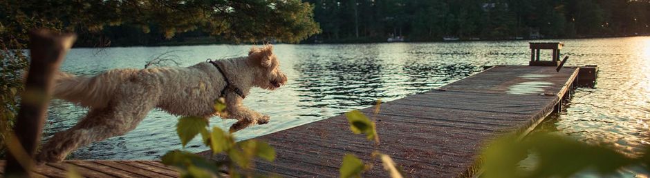 Hund läuft auf einem Wassersteg in Richtung Wasser