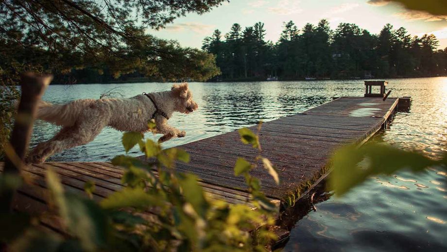 Ein Hund rennt über einen Steg am See.