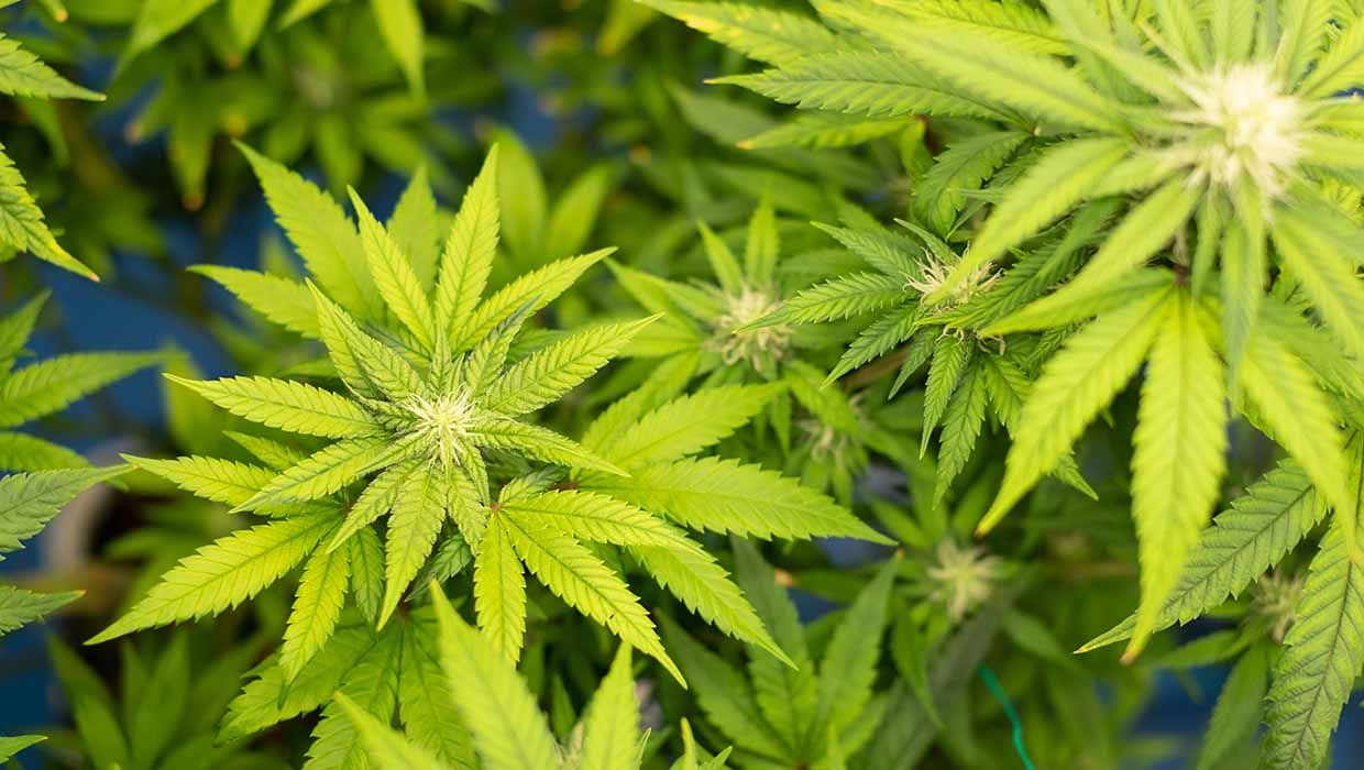 ++ Durchsuchung eines Wohngebäudes in Artlenburg ++ professionelle Cannabisplantage festgestellt ++ Fünf Personen vorläufig festgenommen ++