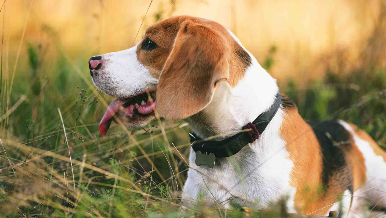 Verkehrsunfall mit einem Hund in Trimbs