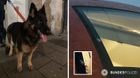 Steinwürfe auf einen Eurocity, ein entlaufener Hund im Stammstreckentunnel und mehrere Gewaltdelikte beschäftigten die Bundespolizei in München