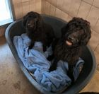 Fundhunde im Tierheim Flensburg
Quelle: Tierheim Flensburg - Tierschutz Flensburg und Umgebung e.V.