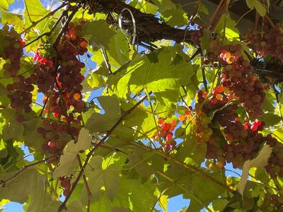 Gartenwohnung, frisch renoviert mit neuer Heiztechnik, 4+2 Zimmer