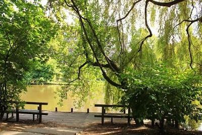 Wasser, Wasser , Wasser -  vor der Tür! Schwäne schwimmen im Wasser oder gehen am Ufer spazieren!!!