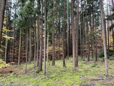 Ca. 1,0279 Hektar gepflegter Mischwald bei Brunnen zu verkaufen