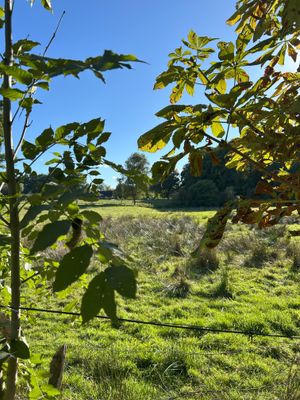 Attraktives Grundstück mit Altbestand: Ideale Basis für Ihr Neubauprojekt