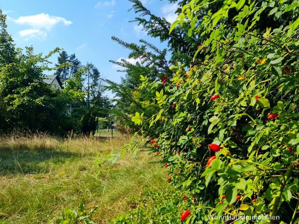 Bewachsenens Grundstück