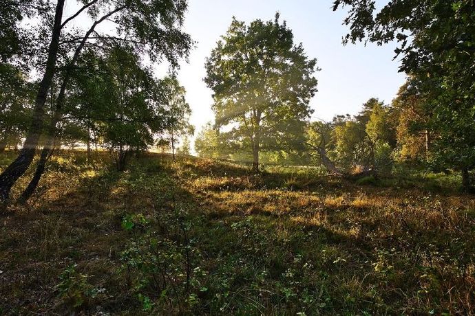 Dresden Heide